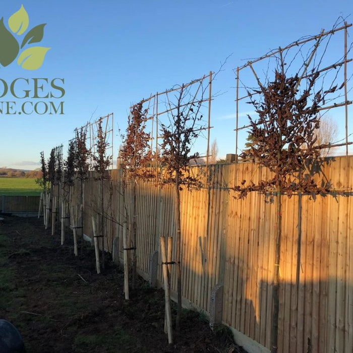 Pleached trees from Hedges online