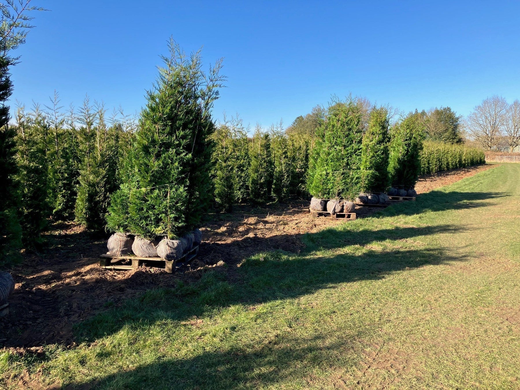when to plant rootball trees