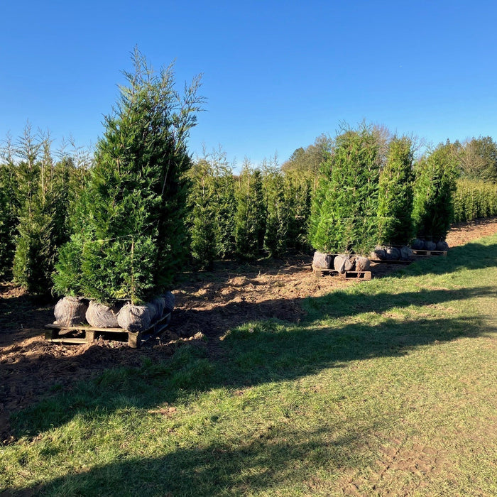 when to plant rootball trees