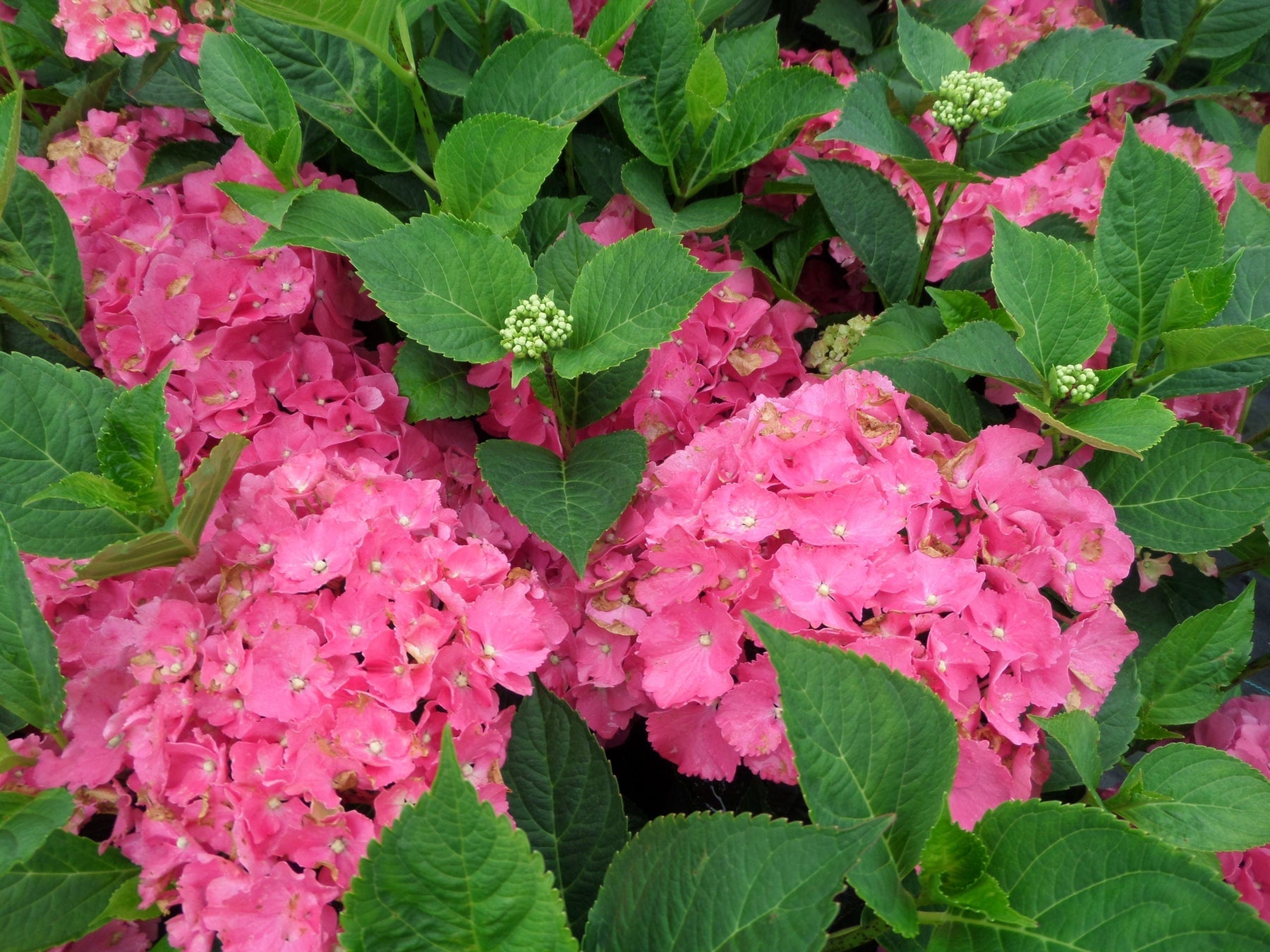 hydrangea plant for uk gardens