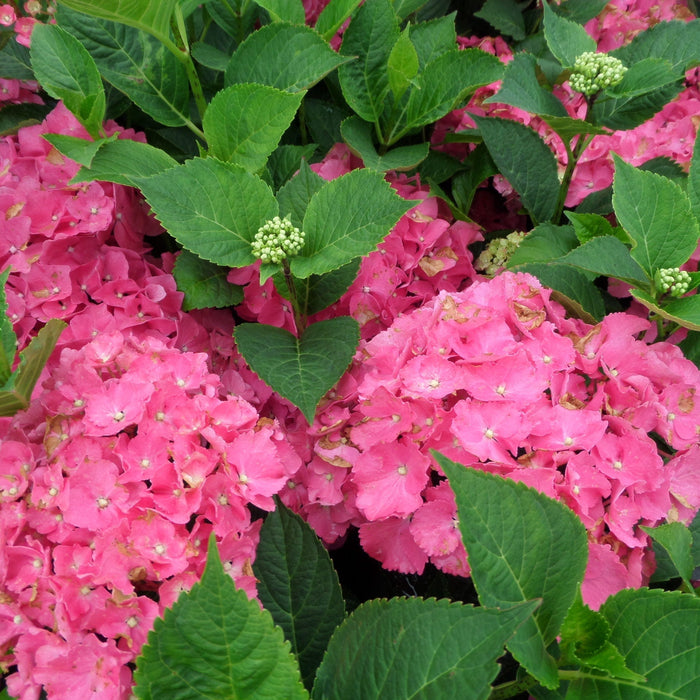 hydrangea plant for uk gardens