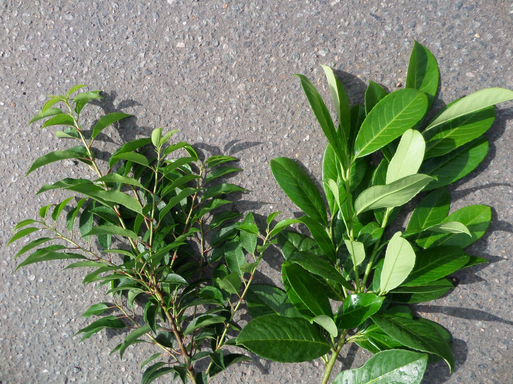 cherry vs portuguese laurel bushes from mathias nurseries