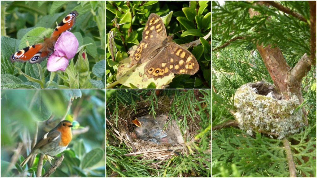 Wildlife Loves Hedges