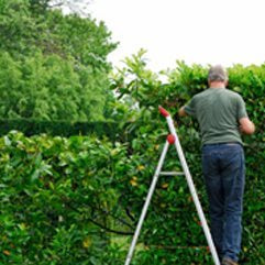 hedge-maintainance-tips-hedge-cutting