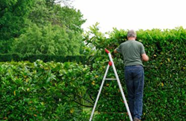 hedge-maintainance-tips-hedge-cutting