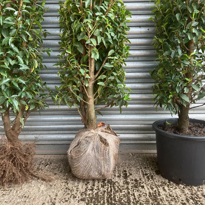 Difference between Bare Root, Rootballed and Container Grown Plants