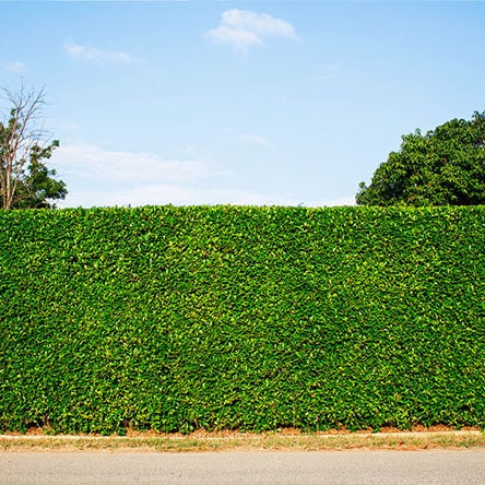 Planting a Hedge Next to a Fence? Everything You Need to Know