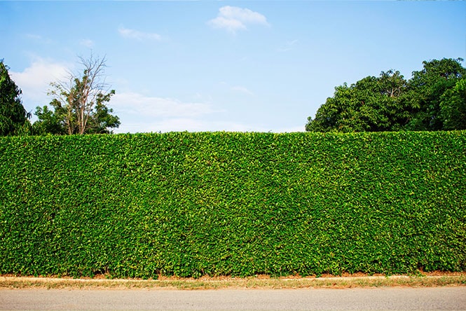 Planting a Hedge Next to a Fence? Everything You Need to Know