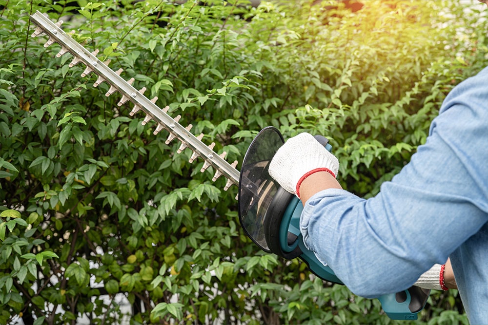 Gardener trimming a large hedge