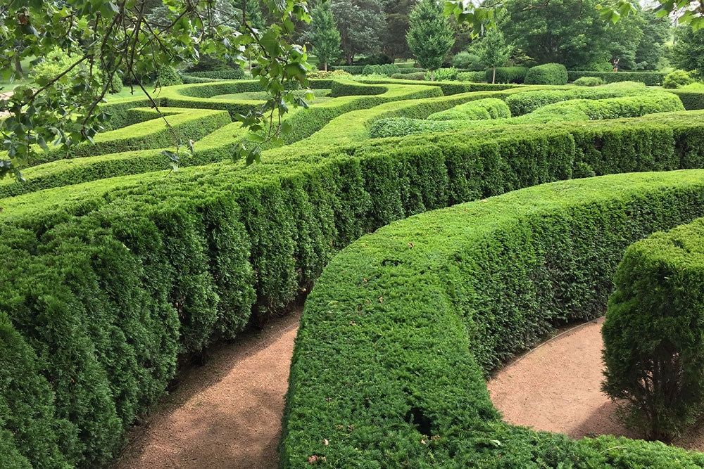 Large maze hedge in park