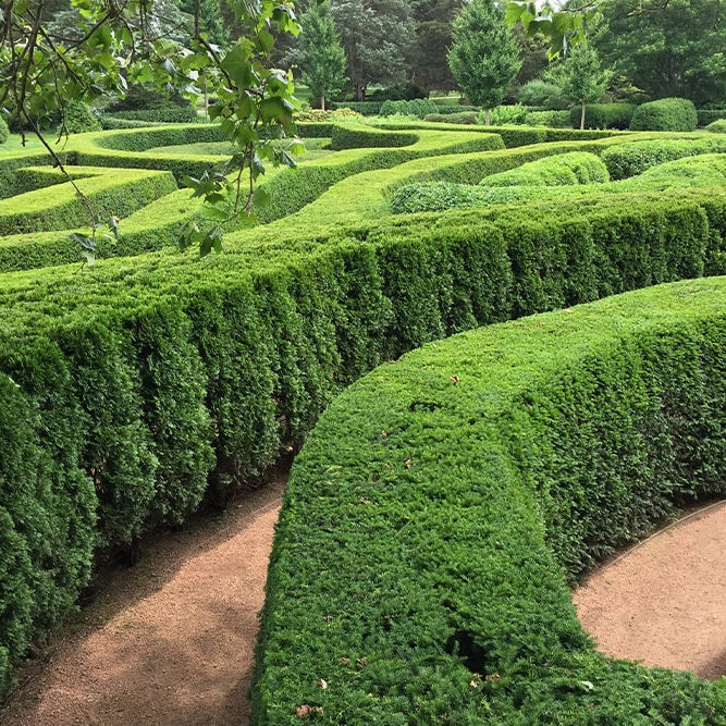 Large maze hedge in park