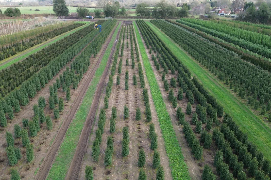 mathias nurseries portuguese laurel