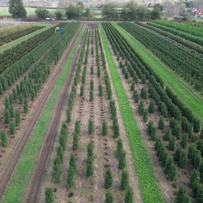 mathias nurseries portuguese laurel