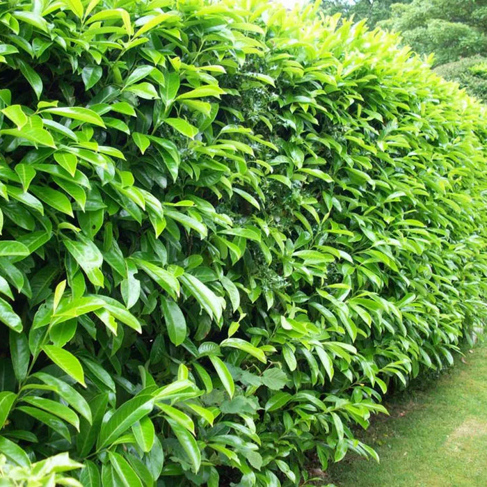 Spacing laurel hedging in gardens
