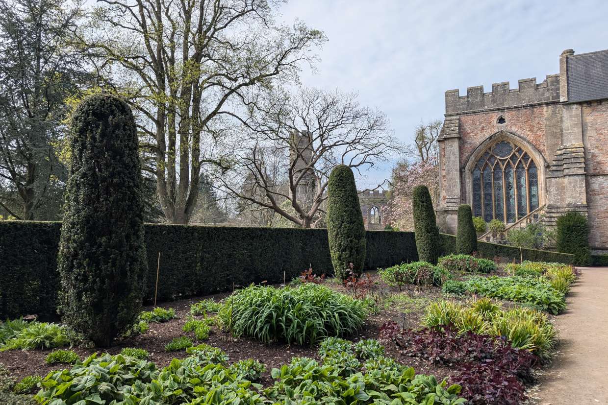yew hedge growing by church