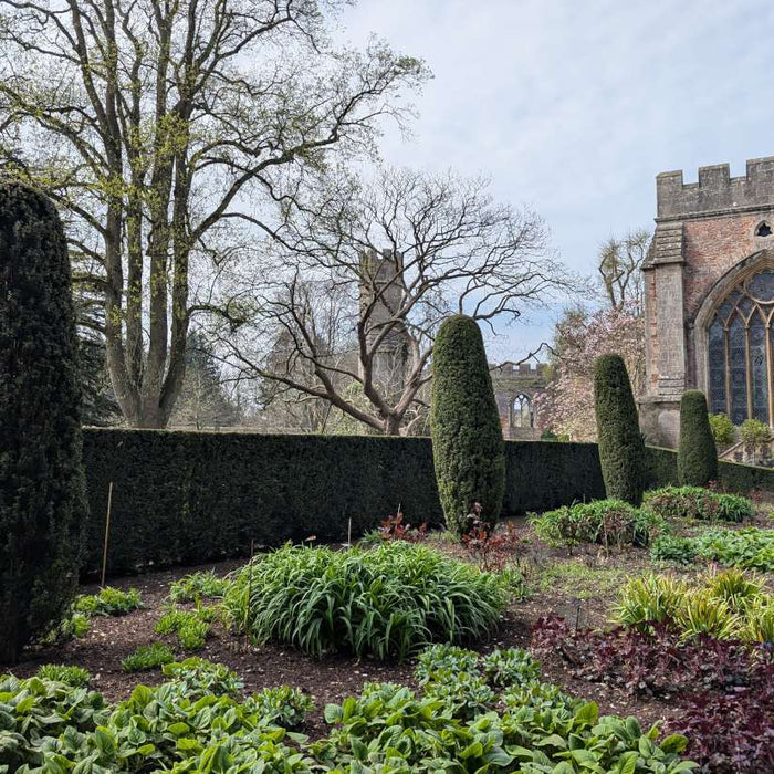 yew hedge growing by church