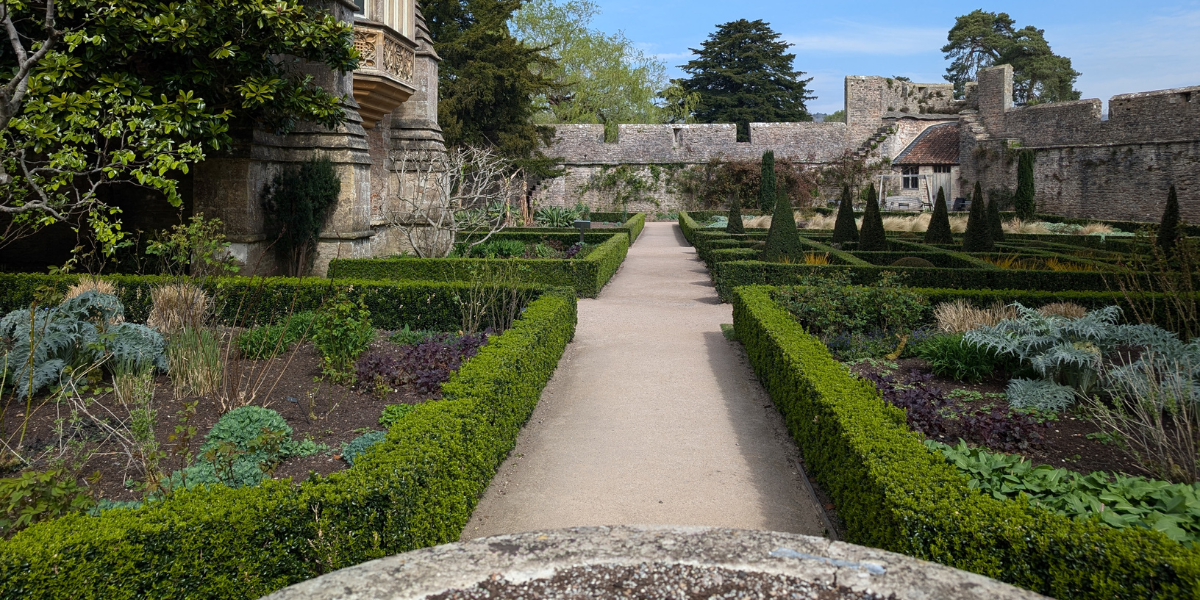 mathias nurseries euonymus green spire as a box hedging alternative