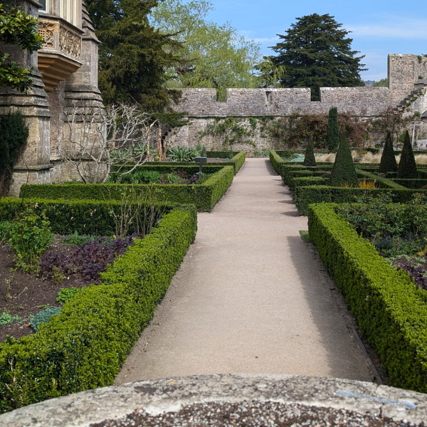 mathias nurseries euonymus green spire as a box hedging alternative