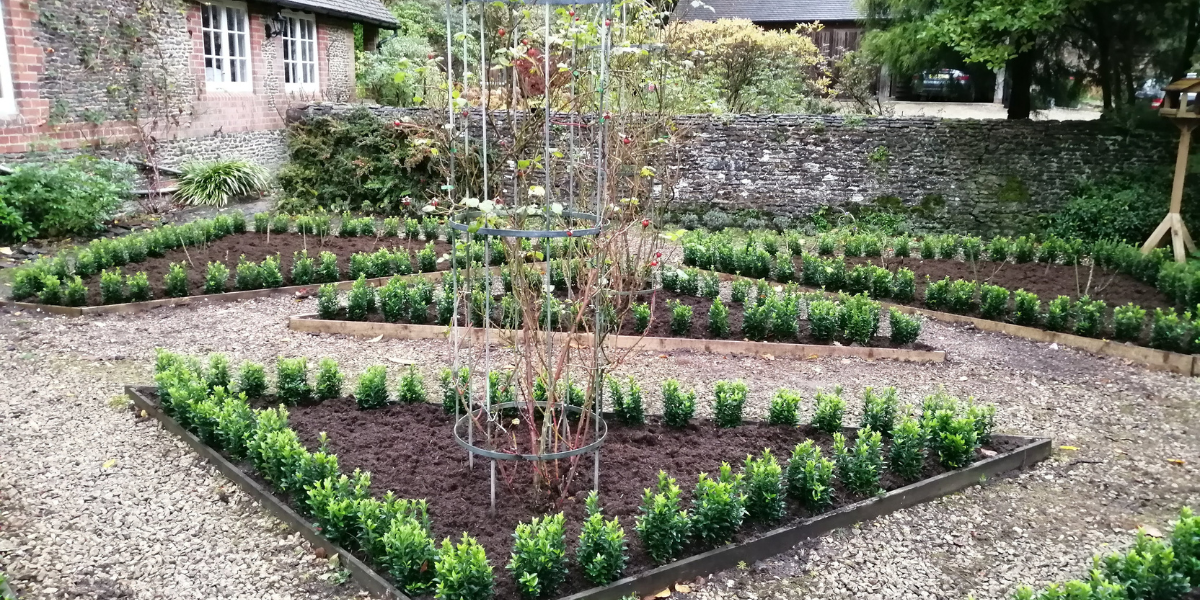 euonymus green spire hedge planted