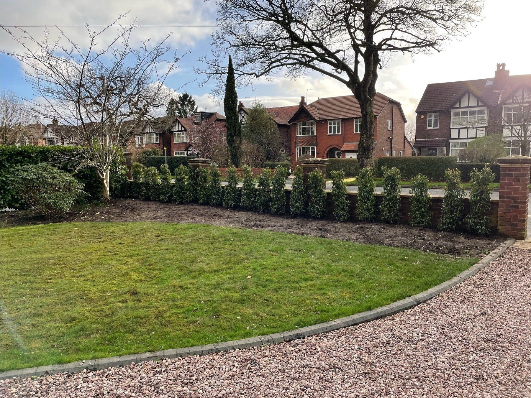 portuguese laurel plants spaced evenly in garden 