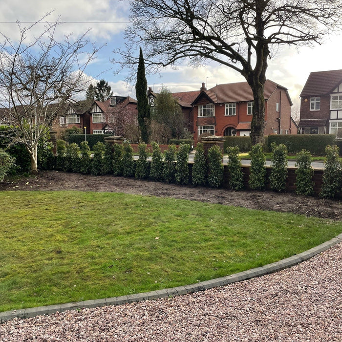 portuguese laurel plants spaced evenly in garden 