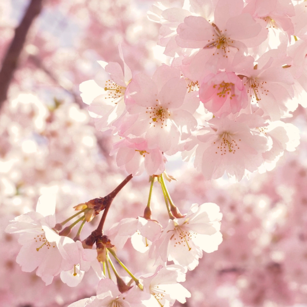 Spring flowering blossom trees uk