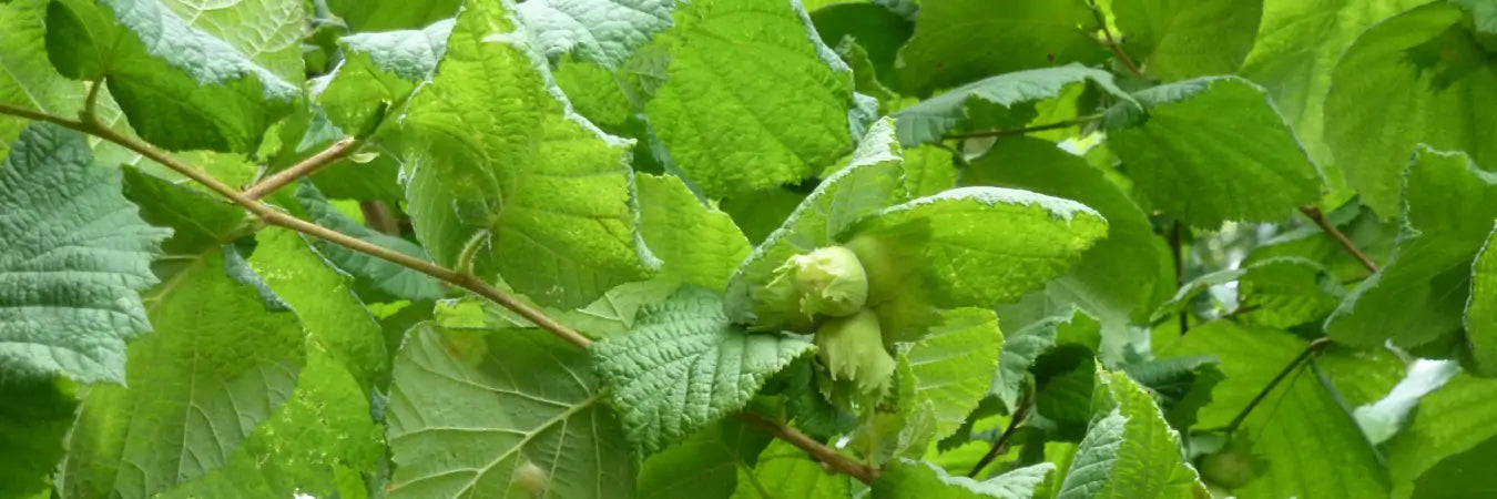 Bare Root Hazel Hedging | Mathias Nurseries