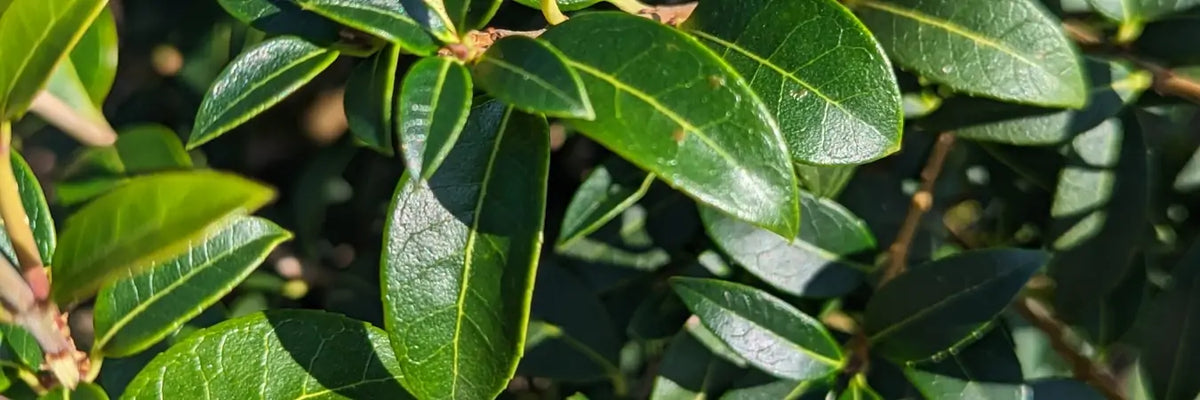 Osmanthus Hedging | Mathias Nurseries