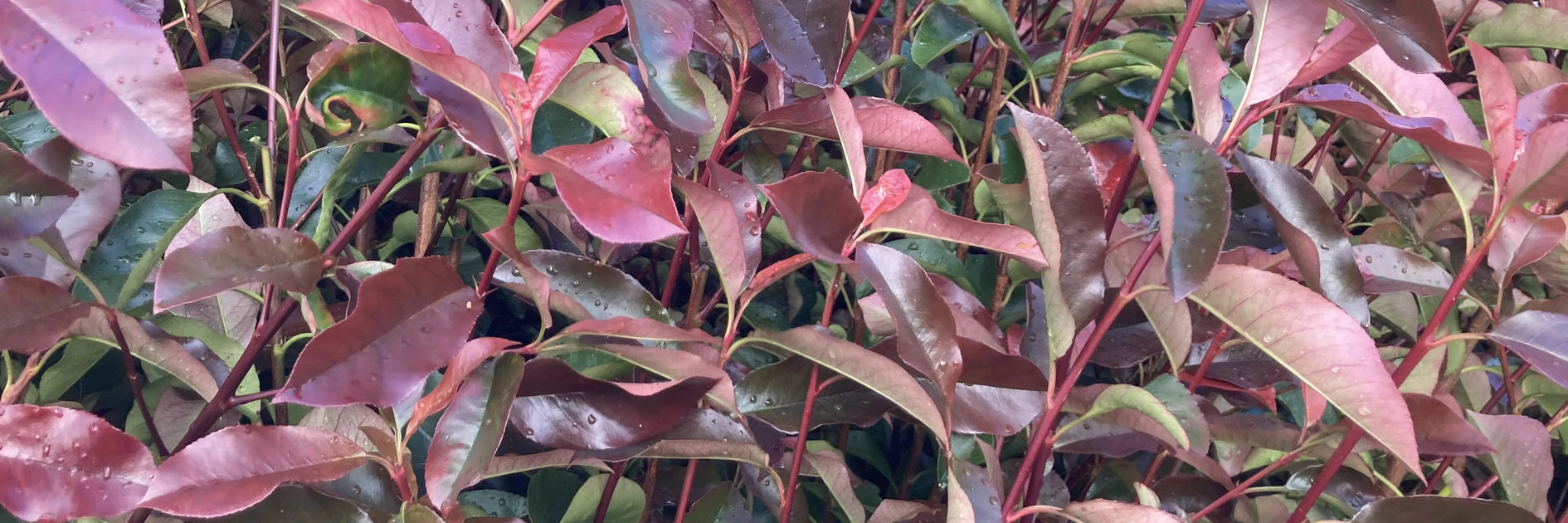 plants are purple pro-aging super serum Pro-Aging Super Serum