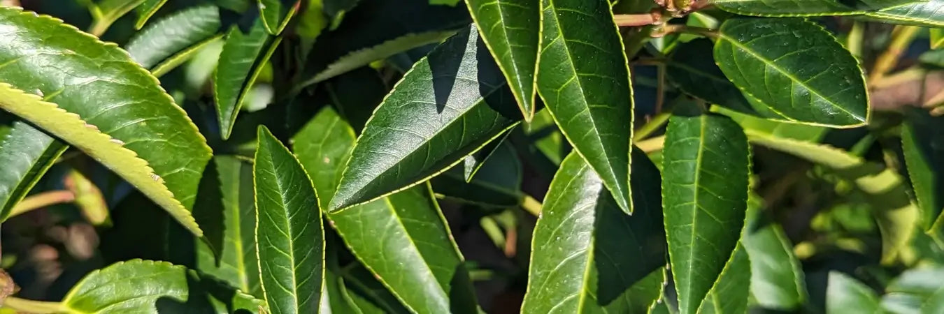 Rootballed Portuguese Laurel Hedging | Mathias Nurseries