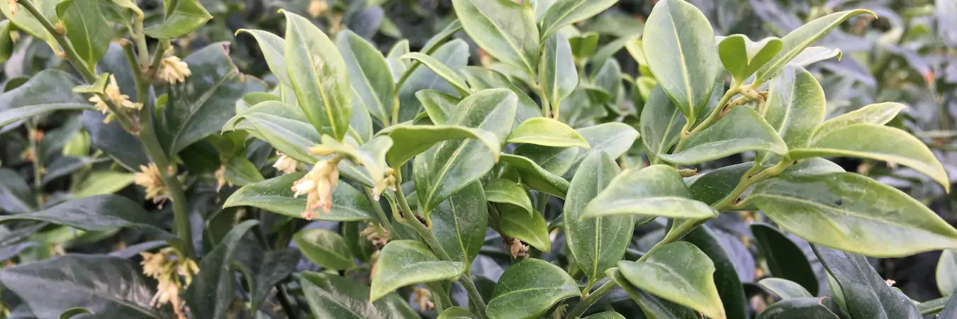 Sarcococca Hedging