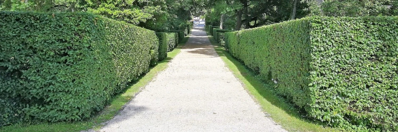 mathias nurseries hedges online hornbeam hedge