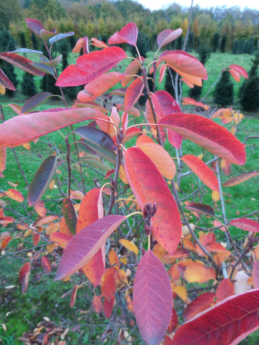 Mathias Nurseries Amelanchier canadensis autumn colour