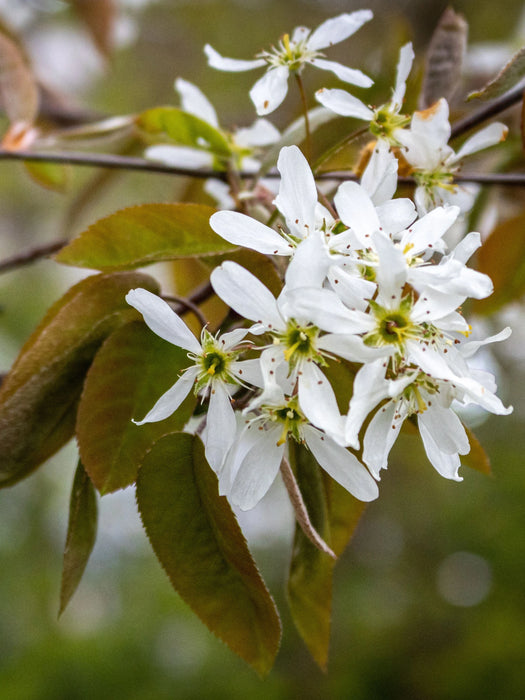 Amelanchier grandiflora Robin Hill