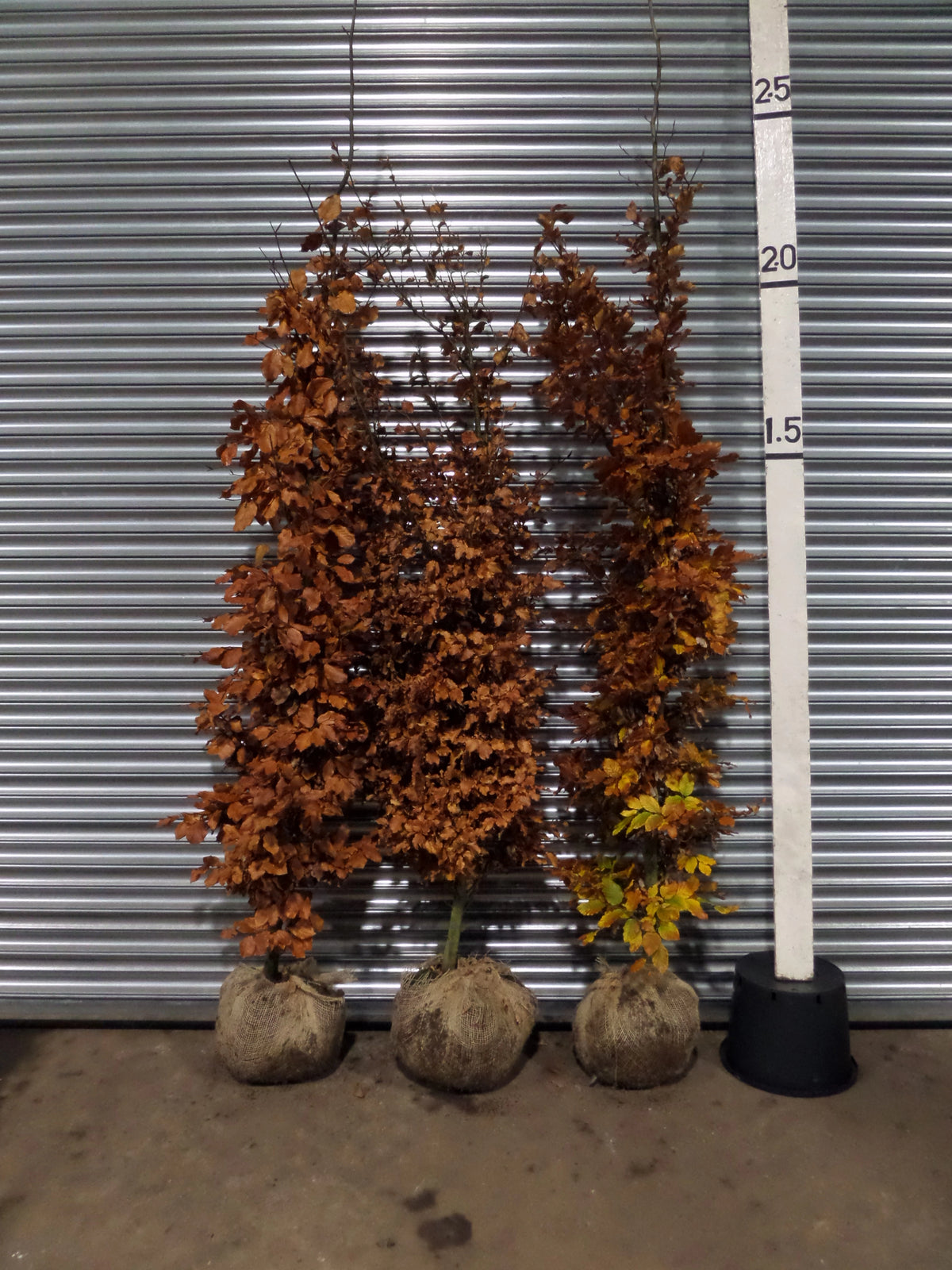 Beech Rooter Beech Hedging 210-240cm (7-8ft) Rootballed | Mathias Nurseries