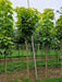 Mathias Nurseries Catalpa bignonioides Aurea Tree