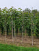 Mathias Nurseries Catalpa Purpurea Tree