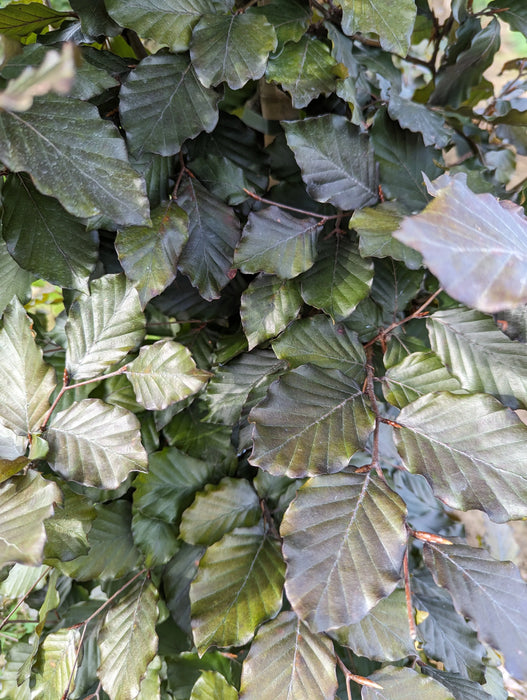 A close-up of copper beech hedge plants with green leaves and bare roots visible.