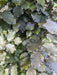 A close-up of copper beech hedge plants with green leaves and bare roots visible.