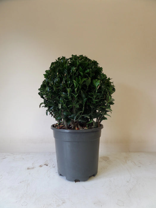 Mathias Nurseries Euonymus Green Spire Ball 20cm