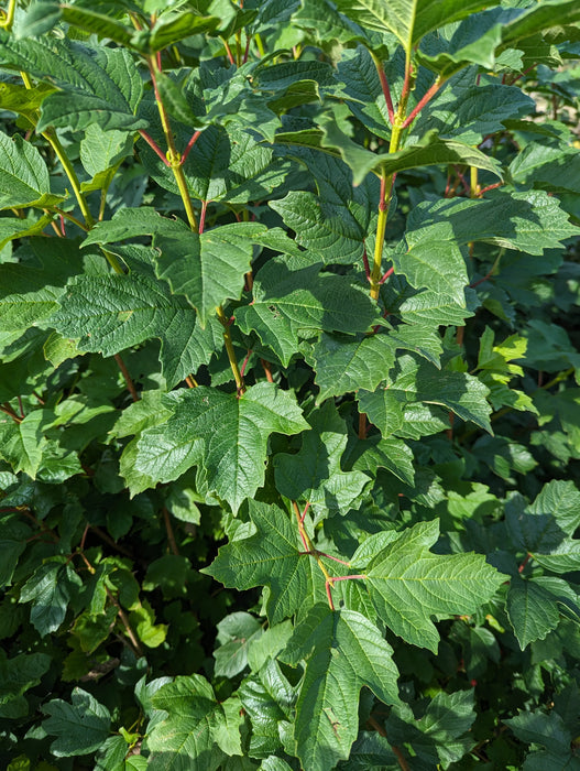 Guelder Rose (Viburnum opulus) Hedging 60-80cm Bare Root