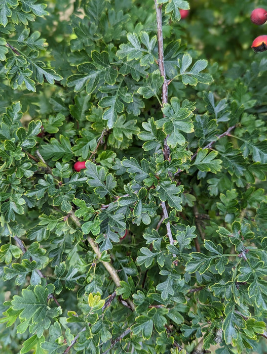 Hawthorn Hedging 80-100cm Bare-Root