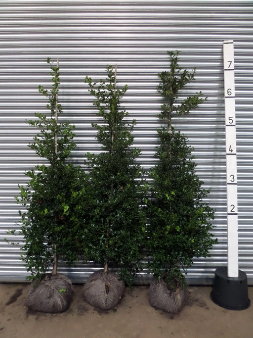 Mathias Nurseries Holly Ilex Aquifolium Rootballed Hedging