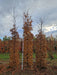 Mathias Nurseries Hornbeam Carpinus Betulus Rootballed Hedging 400cm