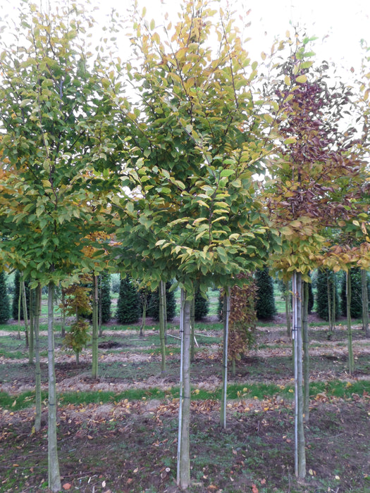 Mathias Nurseries Hornbeam Carpinus betulus Rootballed Standard Tree