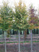 Mathias Nurseries Hornbeam Carpinus betulus Rootballed Standard Tree