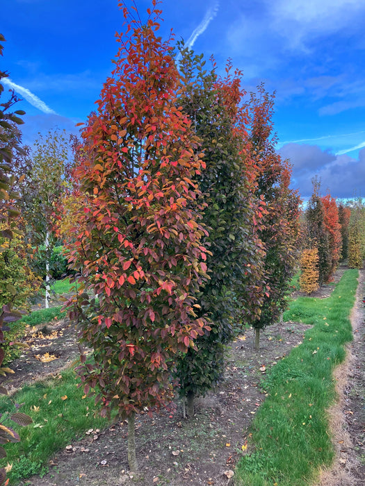 Mathias Nurseries Hornbeam Carpinus betulus Orange Retz