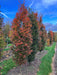 Mathias Nurseries Hornbeam Carpinus betulus Orange Retz