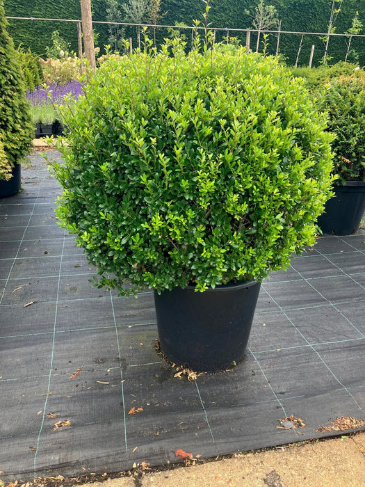 Ilex Crenata Topiary Ball