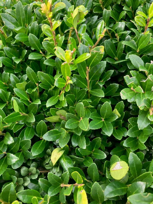 Ilex Crenata Topiary Ball